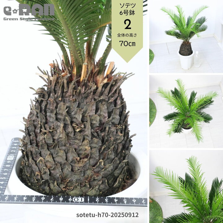 楽天市場】【選べる現品発送】庭木 ソテツ(蘇鉄・そてつ) 4〜7号鉢 高 