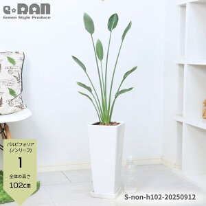 �y�I�ׂ錻�i�����z ���������Y �X�g�����`�A �p���r�t�H���A �m�����[�t ���픫 ������100�`140cm 1�� �o�V���E�� �X�g�����`�A�� �Ɋy���� Strelitzia parvifolia �S�N���N�`���E�J �o�[�h�I�u�p��