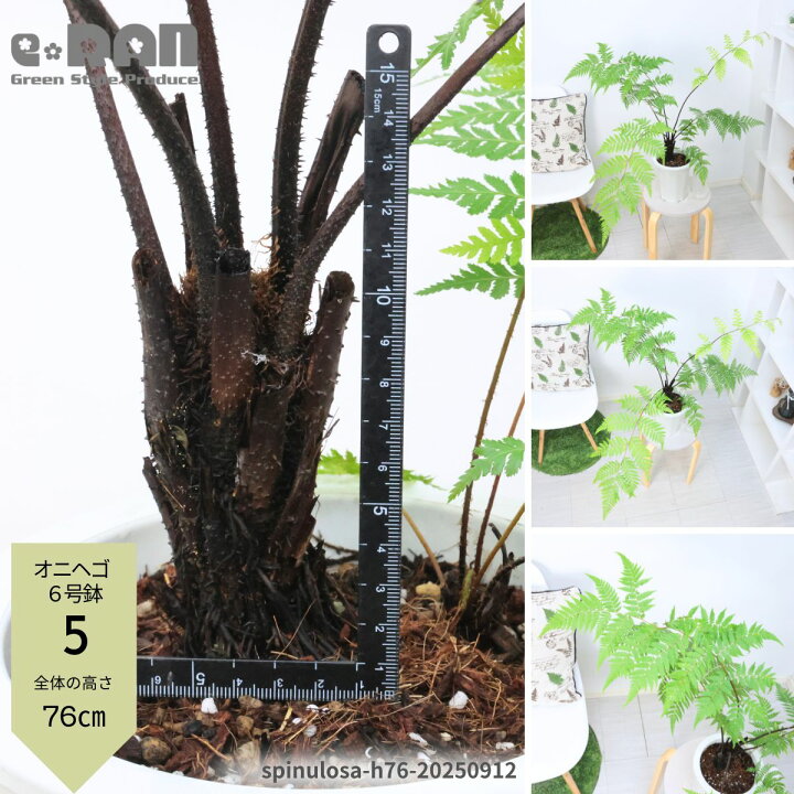 楽天市場】【選べる現品発送】観葉植物 ヘゴ オニヘゴ 5〜8号鉢 高さ約 