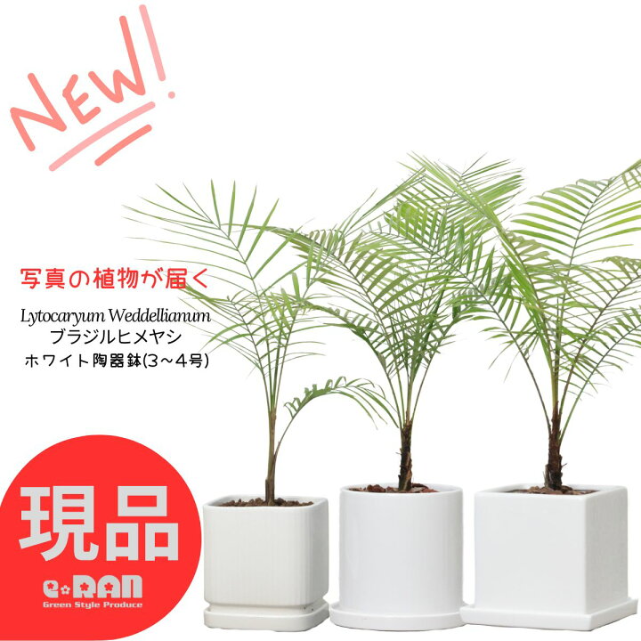 楽天市場】ブラジルヒメヤシ ヒメココス ヤシの木 観葉植物 3号 4号 5 