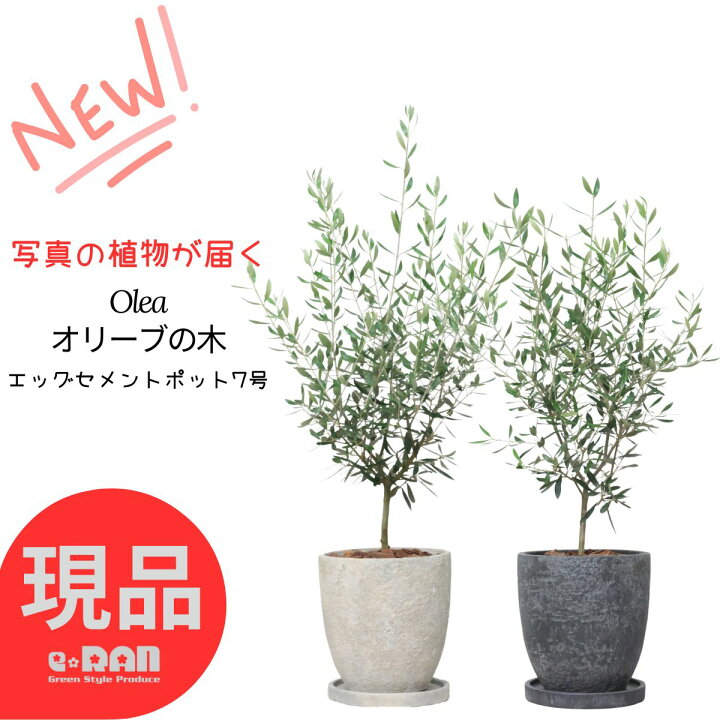 楽天市場】【選べる現品発送】オリーブの木 7号サイズ 高さ約70〜90cm 