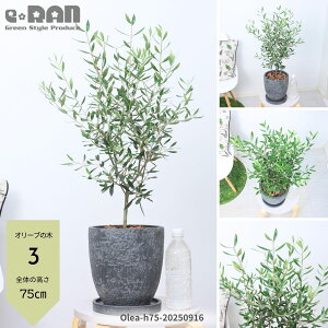 yIׂ錻izI[u̖ 7TCY 70`90cm i햼FGOR GbOZg|bg K[fjO V{c[ ډB ֐ x_ eX ϗtA I[u I 