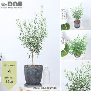 yIׂ錻izI[u̖ 7TCY 70`90cm i햼FGOR GbOZg|bg K[fjO V{c[ ډB ֐ x_ eX ϗtA I[u I 