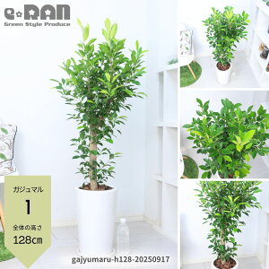 yIׂ錻izϗtA KW} 100`135cm 7`9TCY 픫 p ۔    ؎d Ǘt Mt 엿܃v[g ܂ Ă₷  A