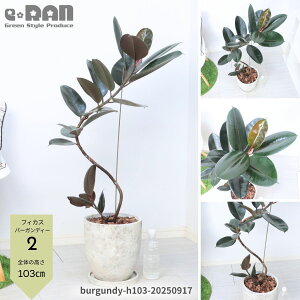 yIׂ錻izϗtA S̖ tBJX o[KfB[ Ȃ` 8TCY 100`120cm GbOZg|bg Mt Ă₷A IV _ iȃCeAO