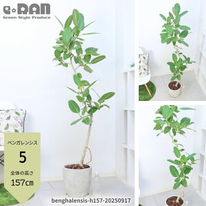 yIׂ錻iztBJX xKVX 100`160cm ȂER` S̖ ϗtA 8 GbOZg|bg V{c[ JXj Vzj Mtg v[g j 