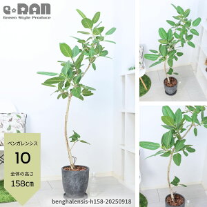 yIׂ錻iztBJX xKVX 100`160cm ȂER` S̖ ϗtA 8 GbOZg|bg V{c[ JXj Vzj Mtg v[g j 