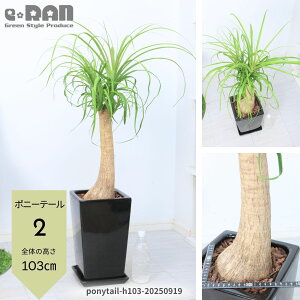 yIׂ錻iz|j[e[ mi(gbN) 픫   7TCY 75`120cmO zCg ubN  ϊ Nolina Ö {gc[    ^ I