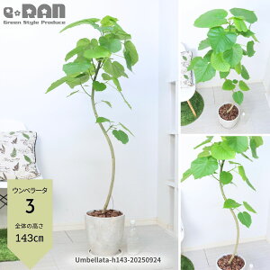 yIׂ錻iztBJX Ex[^ 8TCY GbOZg|bg130`150cm Ȃ` S` ϗtA ^ S̖ V{c[ lC SmL  j  