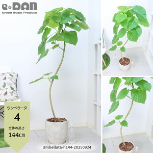 yIׂ錻iztBJX Ex[^ 8TCY GbOZg|bg130`150cm Ȃ` S` ϗtA ^ S̖ V{c[ lC SmL  j  