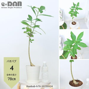 yIׂ錻izϗtA Eő̐A oIou̖ 4 5 60`100cm {gc[ 򍪐A oIou fBM^[^ ΂΂ Ă₷ Baobab w Adansonia t܂̖ ̉q