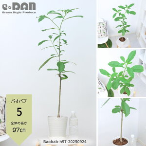 【選べる現品発送】観葉植物 世界最大の植物 バオバブの木 4号 5号鉢 高さ60〜100cm ボトルツリー 塊根植物 バオバブ ディギタータ ばおばぶ 育てやすい Baobab 学名 Adansonia 逆さまの木 星の王子