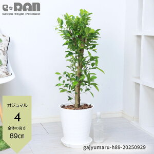 yIׂ錻izKW} 8 85`150cm   R` X^_[h` Mt ϗtA ^ ܂ KW}̖ Ă₷A A K̖ Վ LW