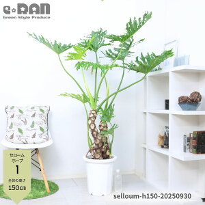 yIׂ錻iziDǂ オ Z[ z[v 10 140`180cm tBfh ϗtA ^ qgfJY  ɋ ϊ ωA ̖ ZE C Tg