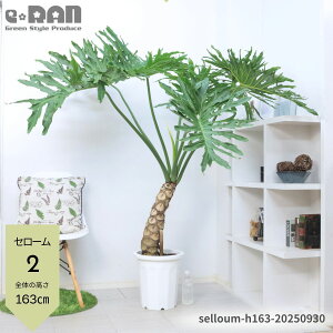 _N[|&|Cg^yIׂ錻iztBfh Z[ 10 160`180cm iDǂ オ Ȃ` qgfJY C  ɋ ϊ ωA selloum 