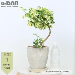 yIׂ錻iz ϗtA  VFt WFj[l 45~60cm GbOZg|bg 6TCY Ȃ` tJ|bN }ς ̔̂悤Ȍ`  i[^ n[g