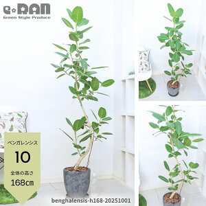 yIׂ錻iztBJX xKVX 100`160cm ȂER` S̖ ϗtA 8 GbOZg|bg V{c[ JXj Vzj Mtg v[g j 