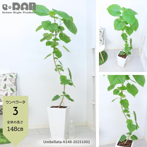 yIׂ錻izϗtA Ex[^ 픫 130`165cm Ȃ` 9TCY ۔ p  ^ S̖ R` S` tBJX  j vw LO S l