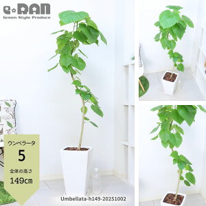 yIׂ錻izϗtA Ex[^ 픫 130`165cm Ȃ` 9TCY ۔ p  ^ S̖ R` S` tBJX  j vw LO S l