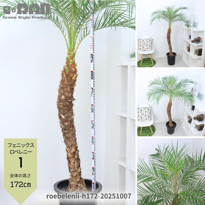 楽天市場】観葉植物 ヤシ フェニックス ロベレニー 9号 10号鉢 高さ約 