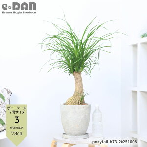 yIׂ錻iz  ϗtA |j[e[ mi(gbN) 6 7TCY 40`70cm GbOZg|bg ϊ Nolina Ö  {gc[ A A 򍪐A 