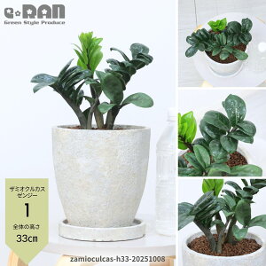 yIׂ錻iz␫ U~INJX [W[iU~tHAEh[tj30~40cmO Zg|bg 6TCY U~tH[A K ϗtA Zamioculcas zamiifolia 'Zenzi' 