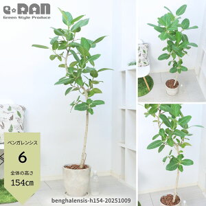 yIׂ錻iztBJX xKVX 100`160cm ȂER` S̖ ϗtA 8 GbOZg|bg V{c[ JXj Vzj Mtg v[g j 