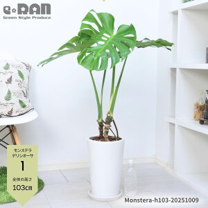 yIׂ錻izオ Xe fLI[T 100`130cm 픫   7`9TCY ϗtA   ^ Vzj  ^Abv オ No鐅  Monstera 