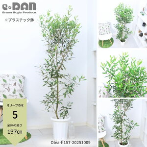 yIׂ錻izlC̃I[u̖ i ЂȂ 120`170cm 8`10 vRb^ ZA[g   ϗtA ^ ^ Olea I[u j Vzj x_ Mtg V{