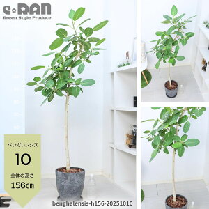 【選べる現品発送】フィカス ベンガレンシス 100〜160cm 曲がり・自然樹形 ゴムの木 観葉植物 8号鉢 エッグセメントポット シンボルツリー 開店祝い 新築祝い ギフト プレゼント お祝い お中