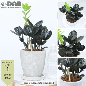 yIׂ錻iz U~INJX C 35`50cm Zg|bg 5E6TCY pMt Ǘt ϗtA K "Raven" ȗt U~AωA TgC  