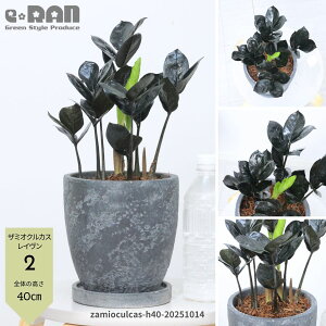 yIׂ錻iz U~INJX C 35`50cm Zg|bg 5E6TCY pMt Ǘt ϗtA K "Raven" ȗt U~AωA TgC  