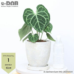 【選べる現品発送】アンスリウム クラリネルビウム 高さ40〜50cm エッグセメントポット 6号サイズ 管理説明書 受皿付き 肥料小袋プレゼント 観葉植物 ハート型 モダングリーン 白脈 模様テー