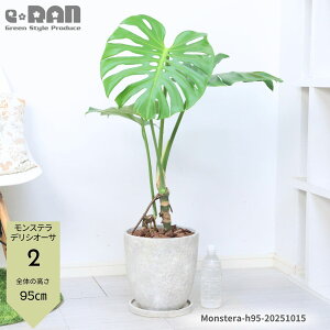 yIׂ錻iz ϗtA オ Xe fLI[T 8TCY 80`125cm GbOZg|bg  ^Abv JXj ړ]j j fVI[T fLIT Monst