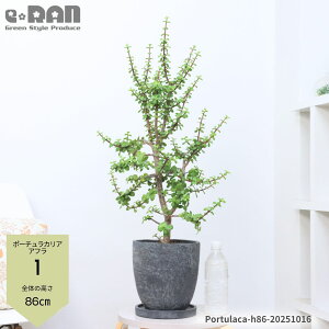 yIׂ錻izA ؗ |[`JA Atiǖ؁j 7TCY 80`90cm GbOZg|bg C`E{N Mi{N Č^  Portulacaria afra  } 