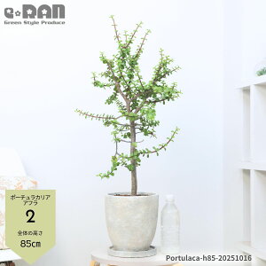 yIׂ錻izA ؗ |[`JA Atiǖ؁j 7TCY 80`90cm GbOZg|bg C`E{N Mi{N Č^  Portulacaria afra  } 