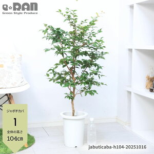 _N[|&|Cg^yIׂ錻izʎ W{`Jo(tn) 100`115cm lG萫 7`8  ϗtA ʕ c ăuWY gsJt[c tg ~LA