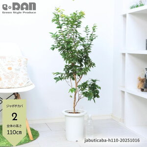 【選べる現品発送】果樹 ジャボチカバ(大葉系) 高さ約100〜115cm 四季生り性 7〜8号鉢 珍しい 観葉植物 果物 苗 南米ブラジル産 トロピカルフルーツ フトモモ科 ミルキアリア属 Plinia cauliflora 巨