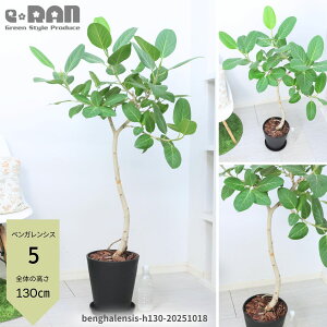 【選べる現品発送】フィカス ベンガレンシス ゴムの木 8号鉢 観葉植物 大型 115〜160cm 曲がり樹形 自然樹形 ベンガル 菩提樹 おしゃれ シンボルツリー 室内 インテリアグリーン 白 黒 丸型 ラ