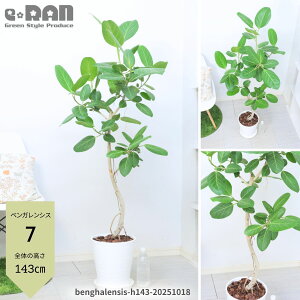 【選べる現品発送】フィカス ベンガレンシス ゴムの木 8号鉢 観葉植物 大型 115〜160cm 曲がり樹形 自然樹形 ベンガル 菩提樹 おしゃれ シンボルツリー 室内 インテリアグリーン 白 黒 丸型 ラ