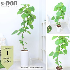 yIׂ錻izϗtA Ex[^ 픫 130`165cm Ȃ` 9TCY ۔ p  ^ S̖ R` S` tBJX  j vw LO S l