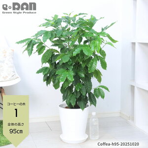 【選べる現品発送】 優良個体 コーヒーの木 8号サイズ 高さ約90〜110cm セラアート鉢 白 黒 アラビカ種 実付きの良い 観葉植物 アラビカコーヒーノキ スタイリッシュ ガーデン DIY カフェ シン
