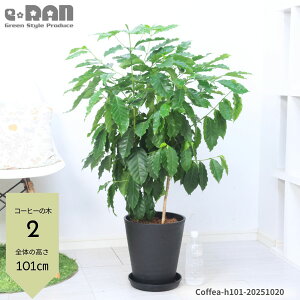 yIׂ錻iz Dǌ R[q[̖ 8TCY 90`110cm ZA[g   ArJ t̗ǂ ϗtA ArJR[q[mL X^CbV K[f DIY JtF V