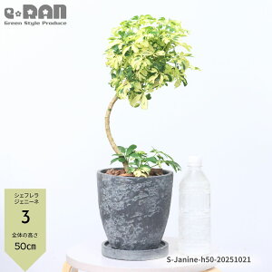 _N[|&|Cg^yIׂ錻iz ϗtA  VFt WFj[l 45~60cm GbOZg|bg 6TCY Ȃ` tJ|bN }ς ̔̂悤Ȍ` 