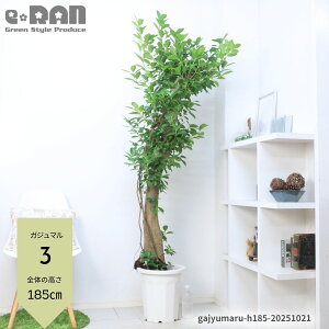 _|Cg5{^yIׂ錻iz^ KW} 10 180cm`190cm  ؎d Mt ϗtA Ǘt ܂ KW}̖ Ă₷A  K̖ Վ L