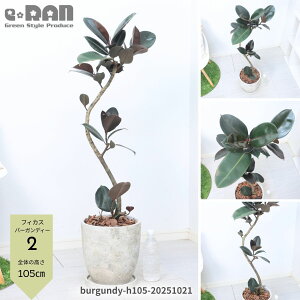 yIׂ錻izϗtA S̖ tBJX o[KfB[ Ȃ` 8TCY 100`120cm GbOZg|bg Mt Ă₷A IV _ iȃCeAO