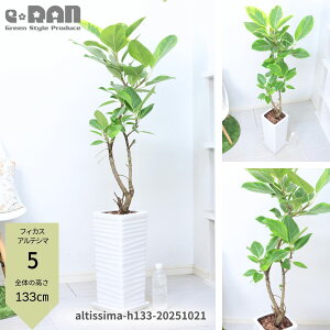 \ポイント2倍/【選べる現品発送】フィカス アルテシーマ 高さ120〜150cm 陶器鉢 8〜9号 曲がり うねり 樹形 観葉植物 大型 管理説明書 受皿付 Ficus altissima バリエガタビッグサイズ ゴムの木