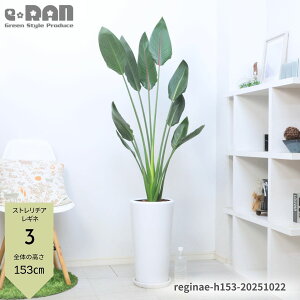 yIׂ錻izϗtA ^ Ɋy Xg`A Ml 2 140`155cm 픫  9TCY oVE Xg`A Strelitzia reginae MiG Ml[ W[l SNN`