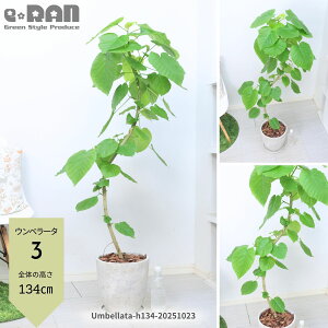 yIׂ錻iztBJX Ex[^ 8TCY GbOZg|bg130`150cm Ȃ` S` ϗtA ^ S̖ V{c[ lC SmL  j  