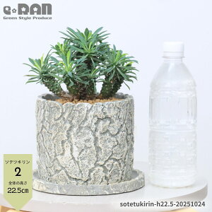 yIׂ錻iz A pCibvR[ qt 5TCY NbNZg|bg 20`25cm \ecL hSi [tHrA uvEtHA T{e̗l 